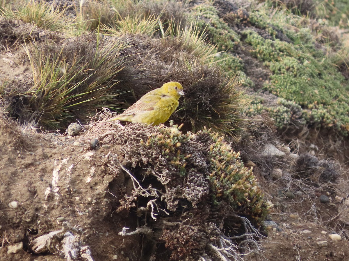 patagoniaspurv - ML635675661