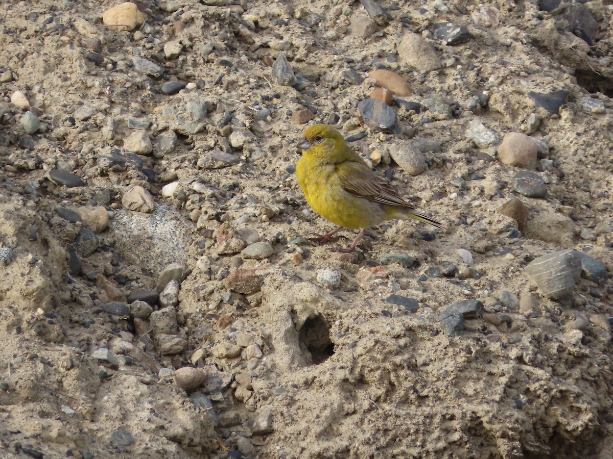 patagoniaspurv - ML635675662