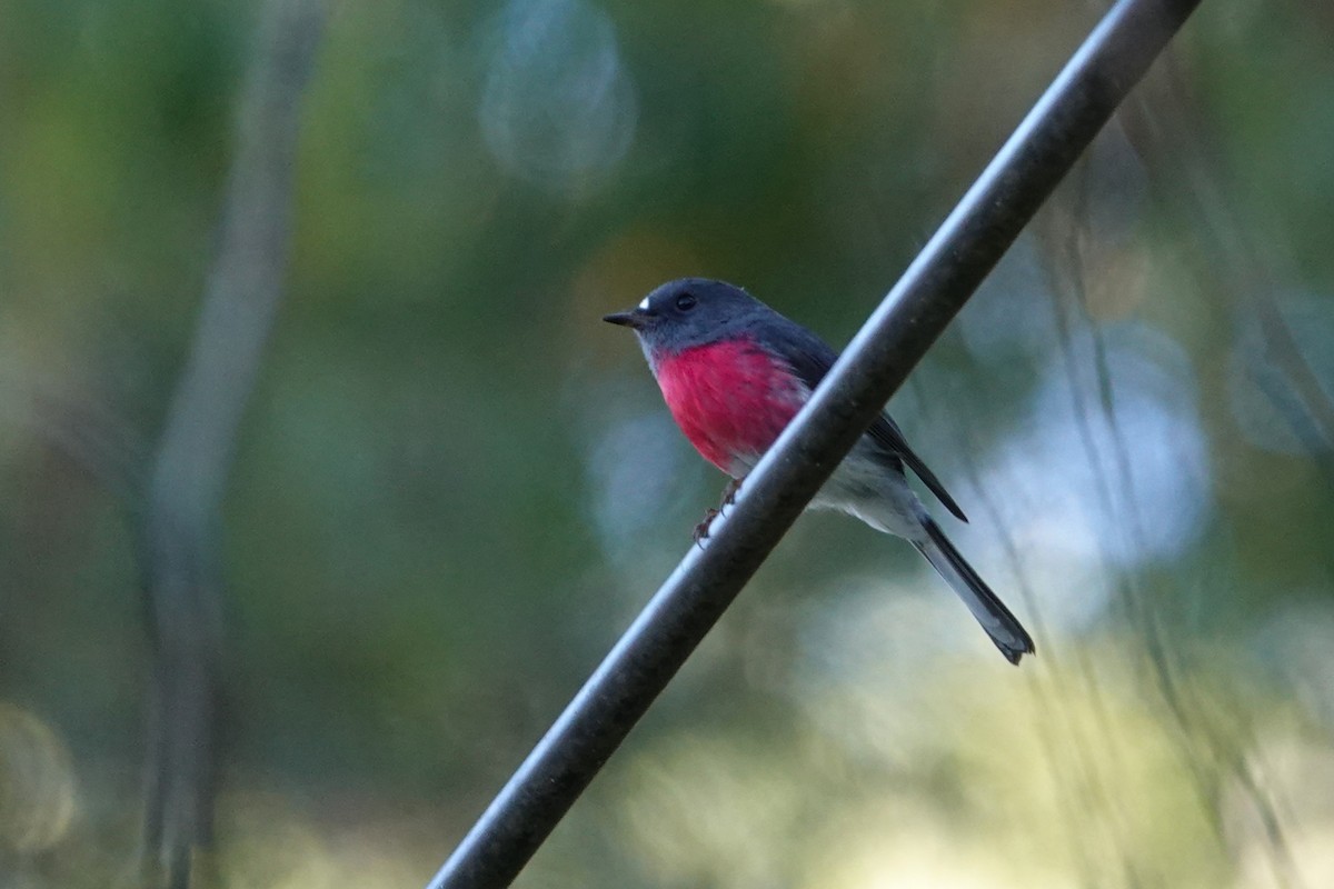 Rose Robin - ML635675670
