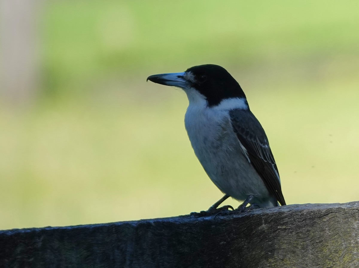 Gray Butcherbird - ML635675687