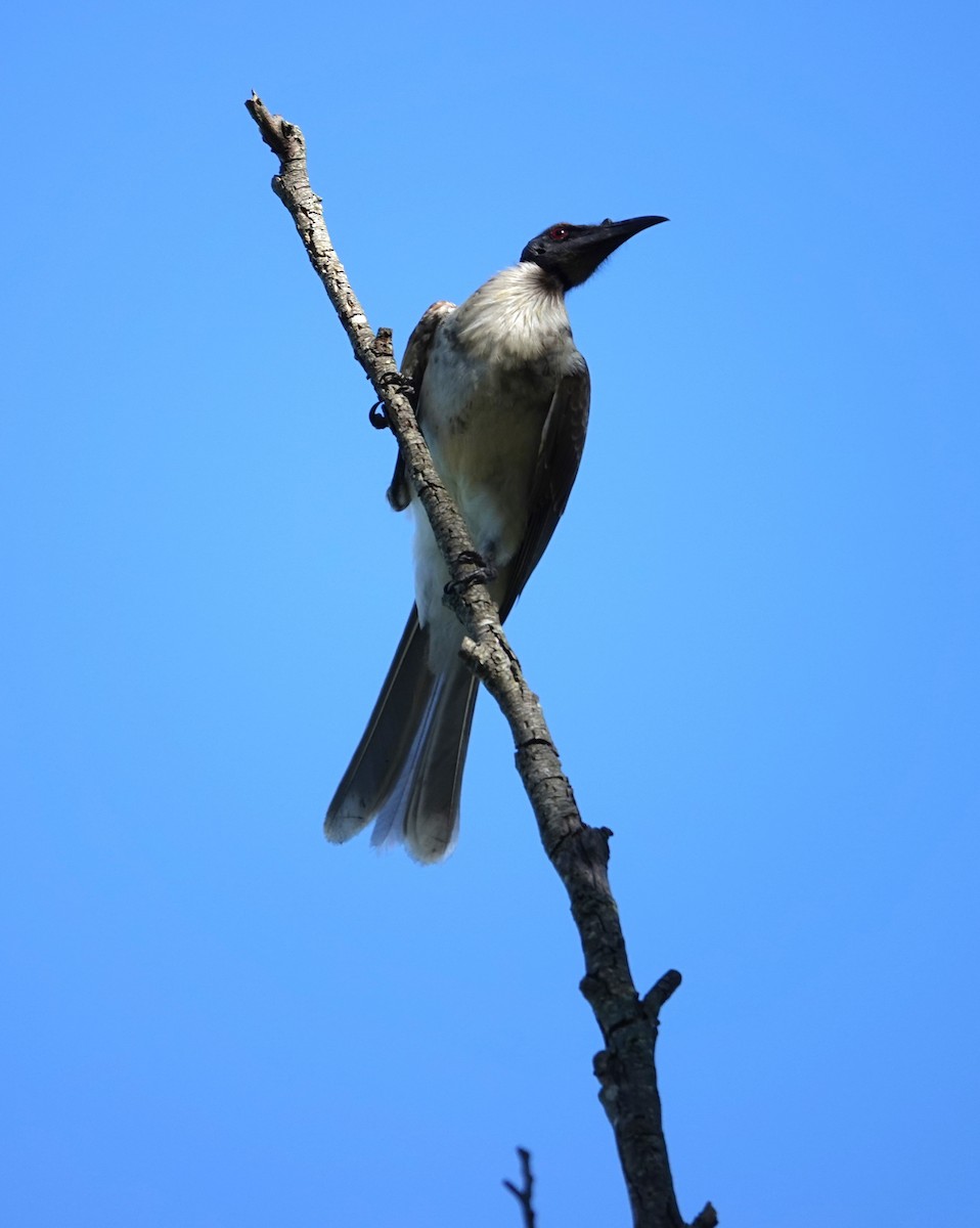 Noisy Friarbird - ML635675706