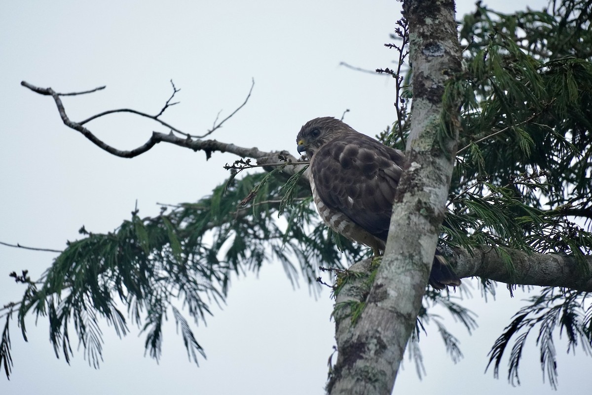 Broad-winged Hawk - ML635675722