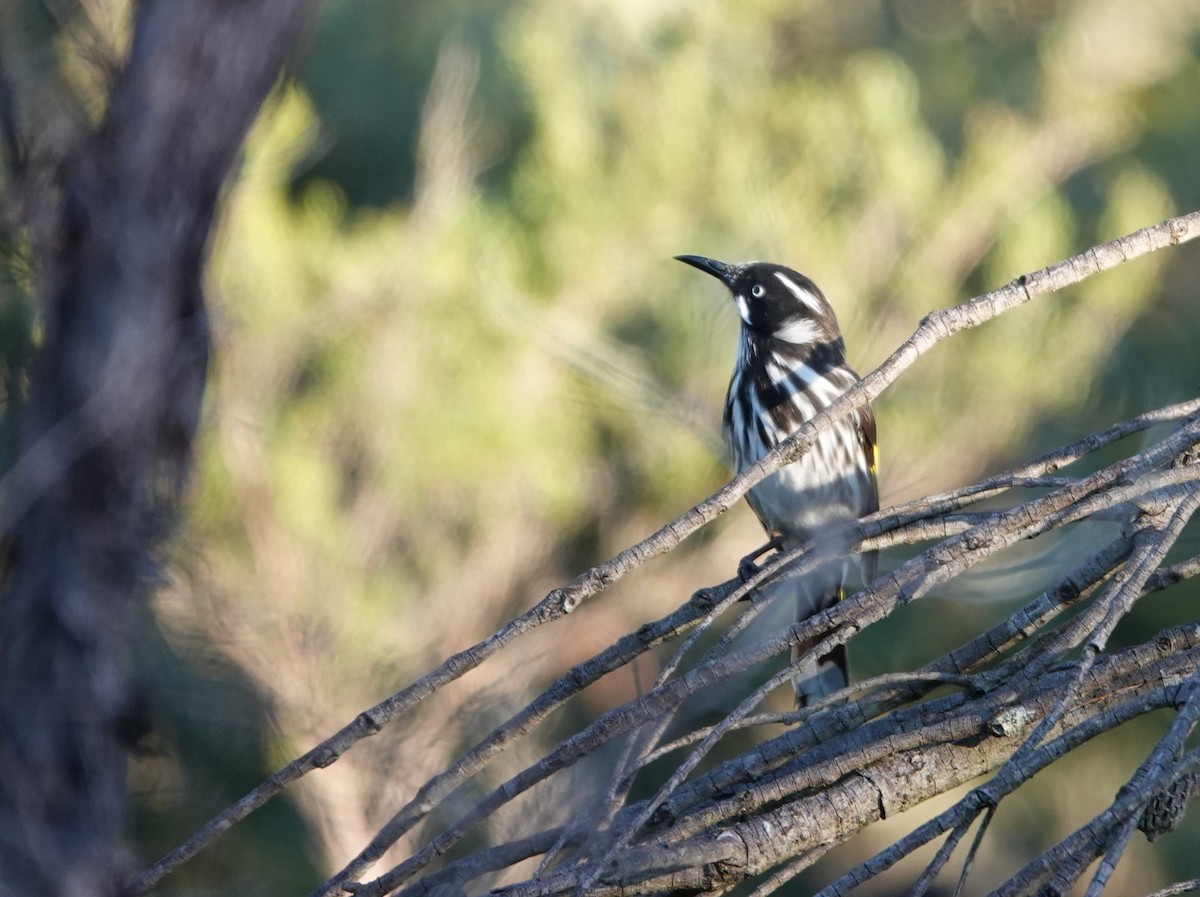 New Holland Honeyeater - ML635675741