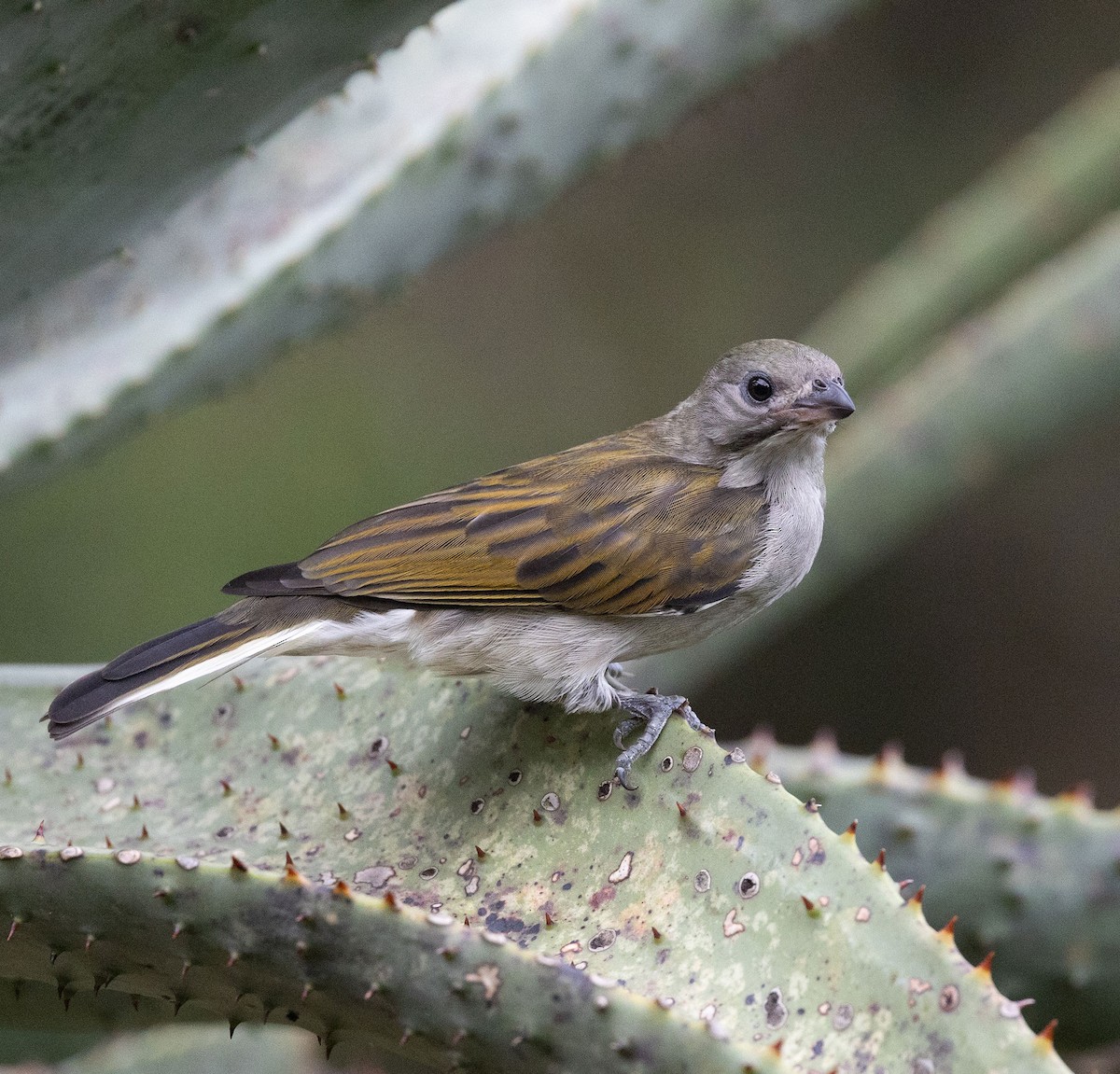 Lesser Honeyguide - ML635675744