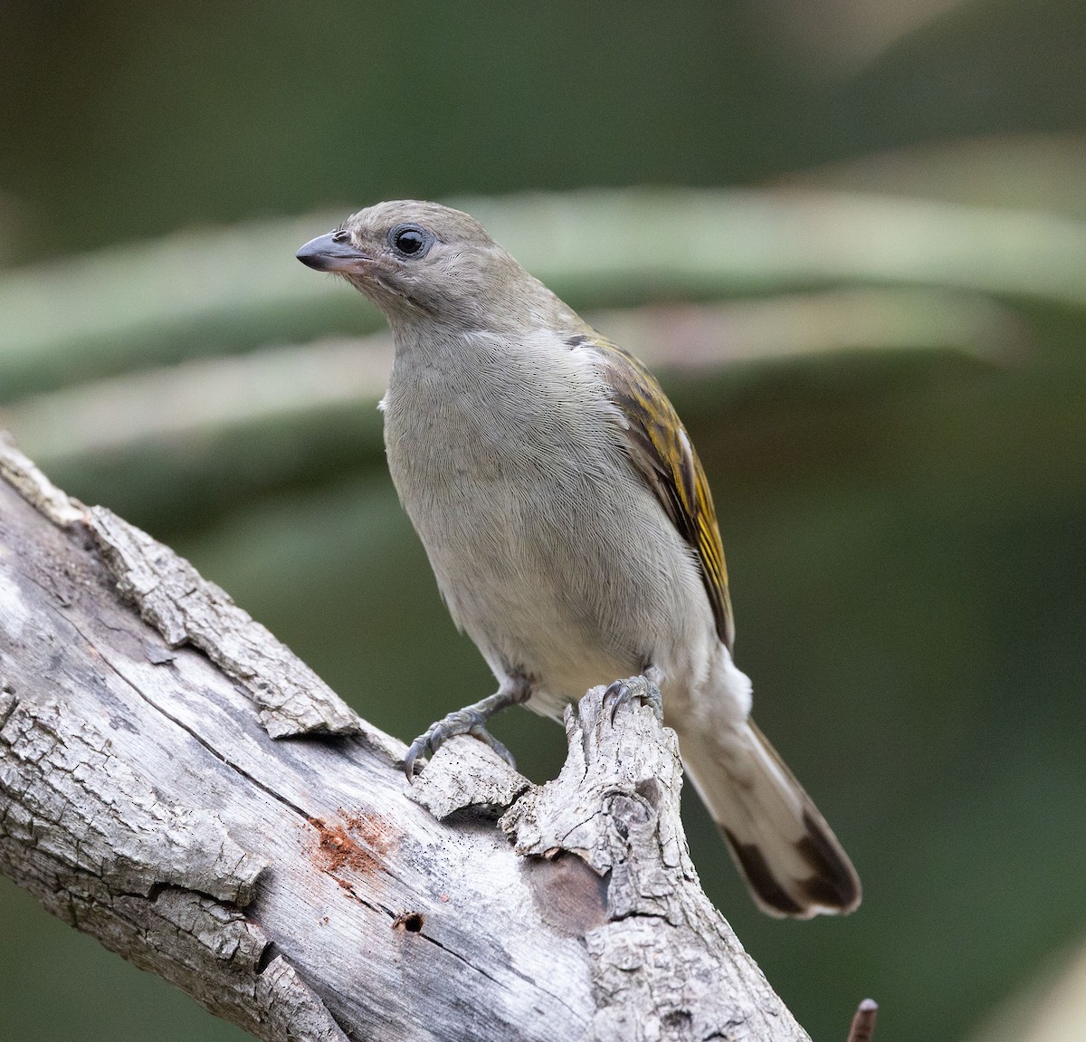 Lesser Honeyguide - ML635675746