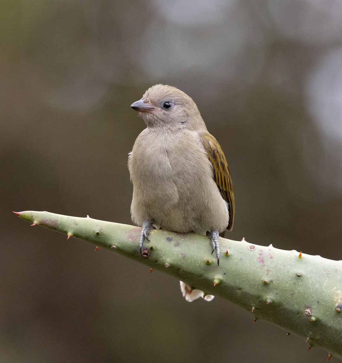 Lesser Honeyguide - ML635675747