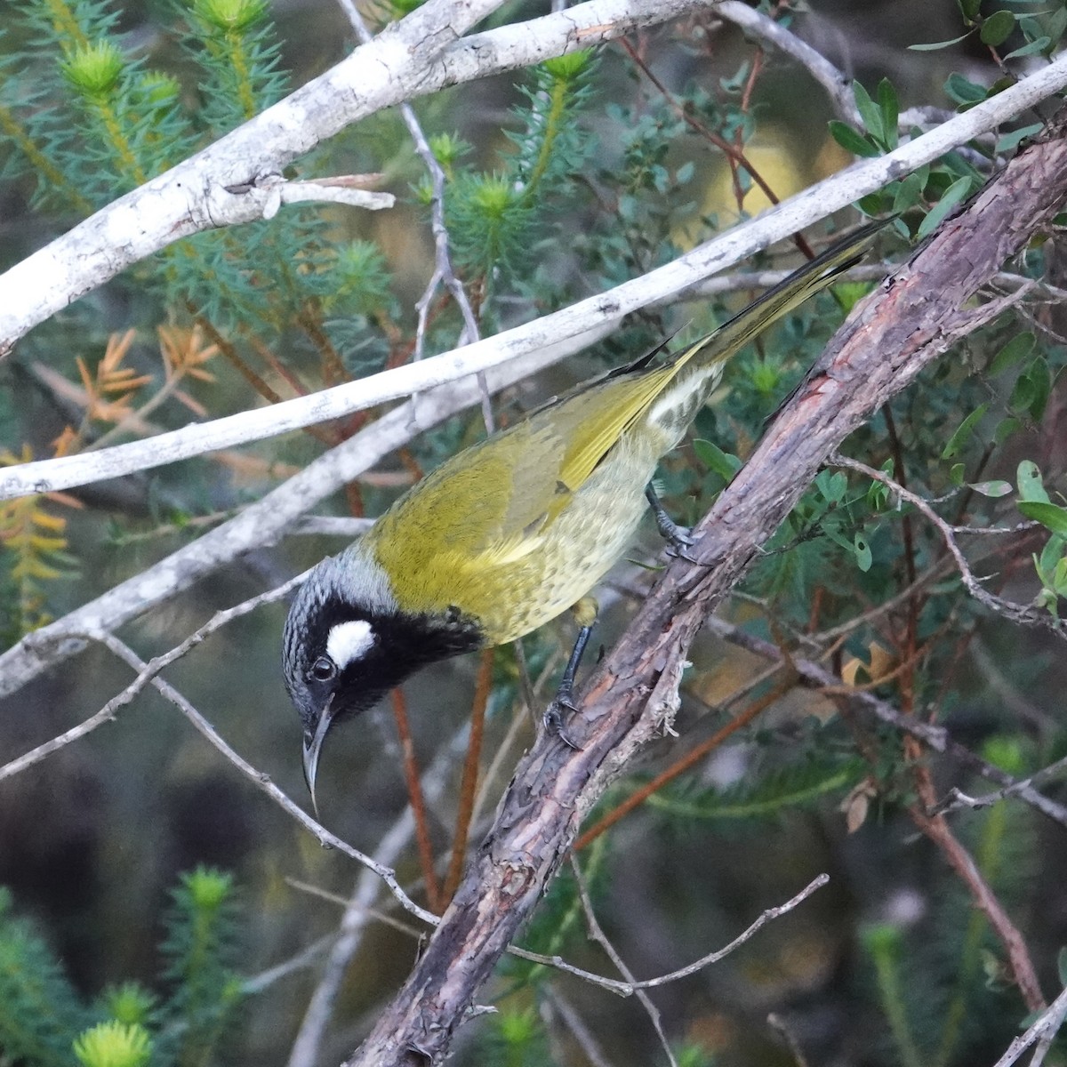 White-eared Honeyeater - ML635675768