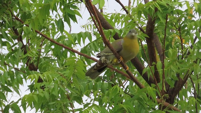 Yellow-footed Green-Pigeon - ML635675922