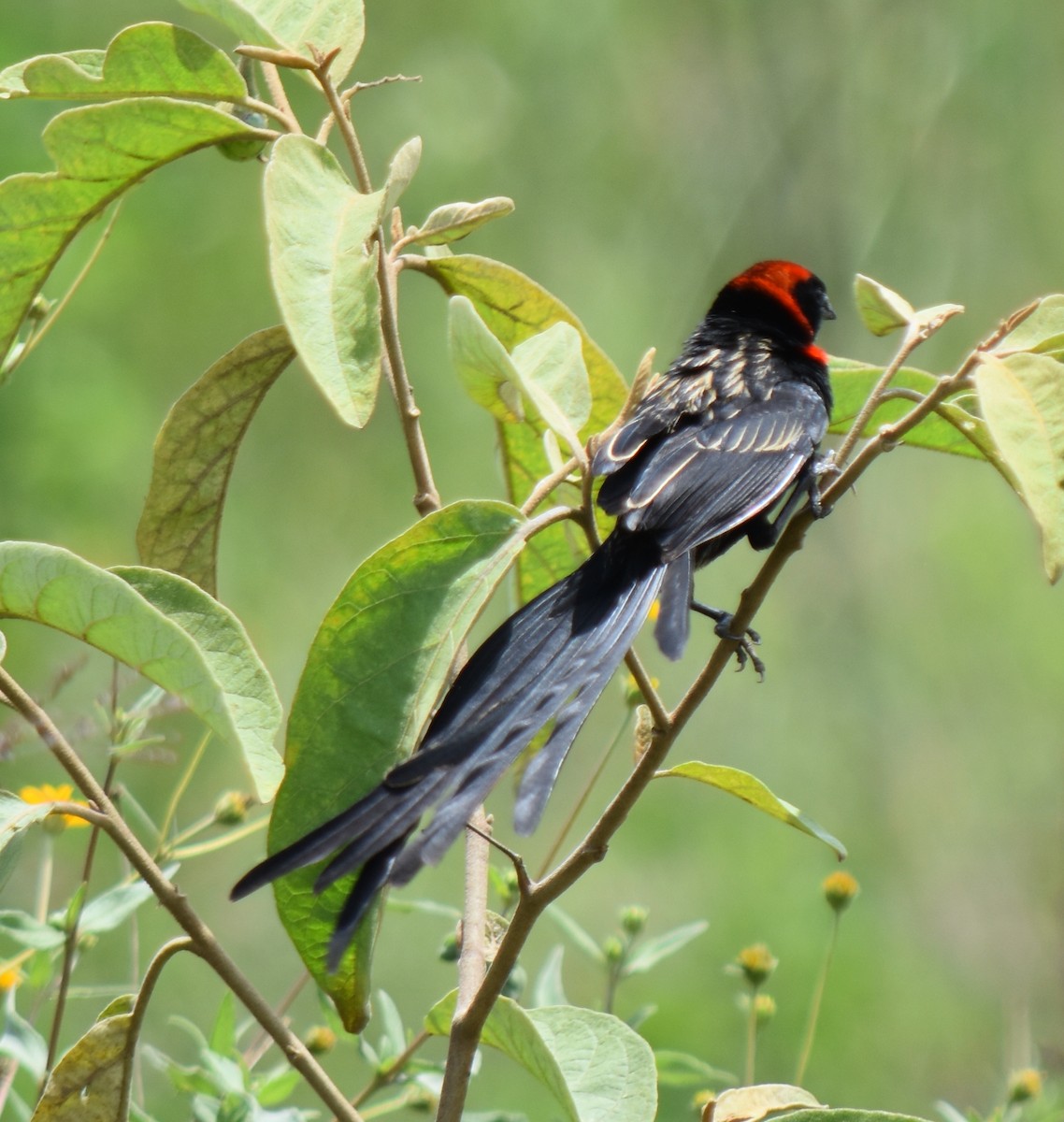 Red-cowled Widowbird - ML635675931