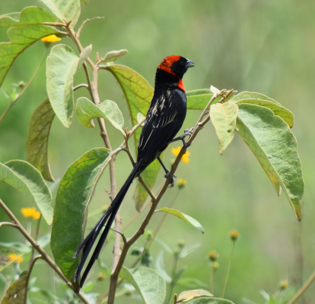 Red-cowled Widowbird - ML635675932