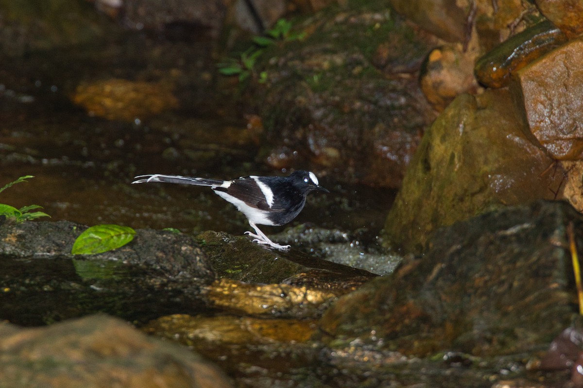 Bornean Forktail - ML635675933