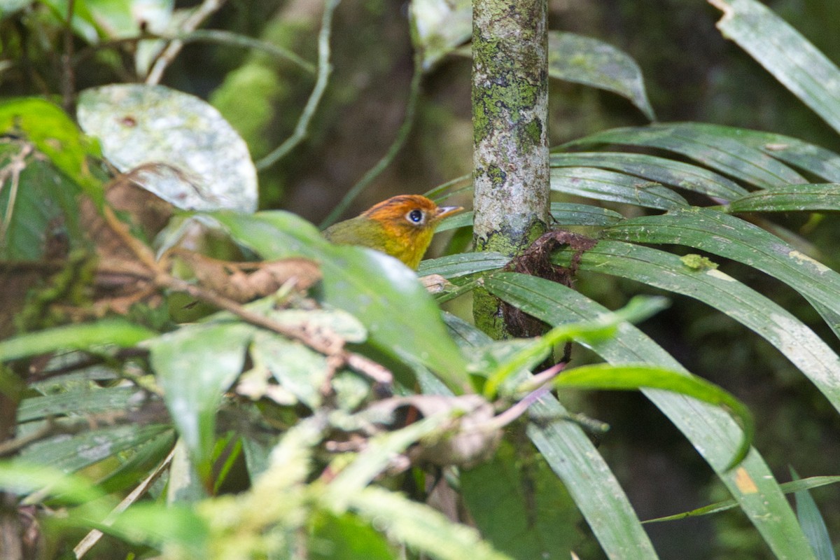 Yellow-breasted Warbler - ML635675942