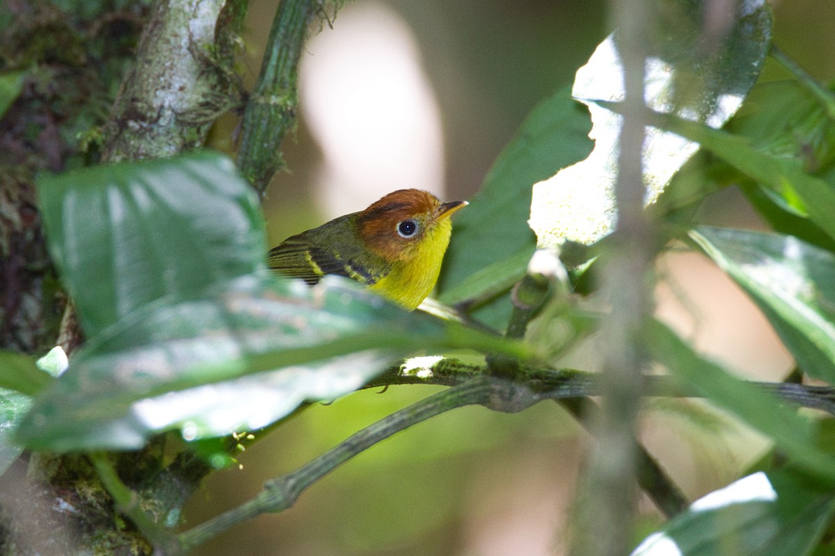 Yellow-breasted Warbler - ML635675943