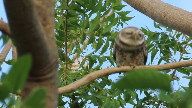 Spotted Owlet - ML635675951