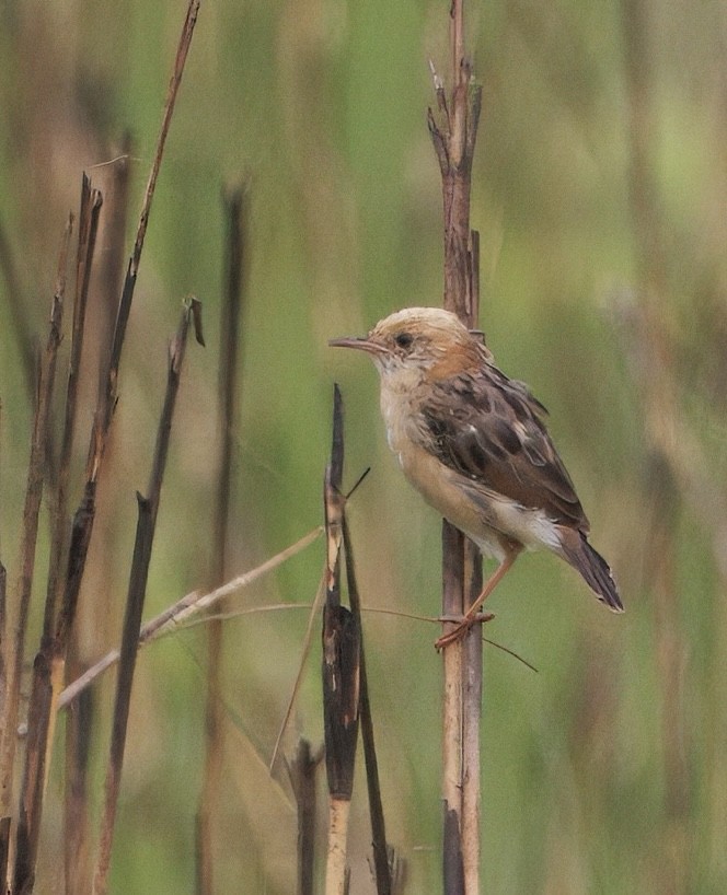 タイワンセッカ - ML635675958