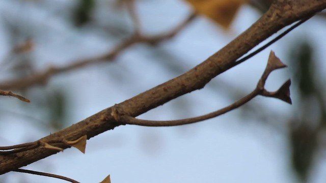 צופית סגולה - ML635675999