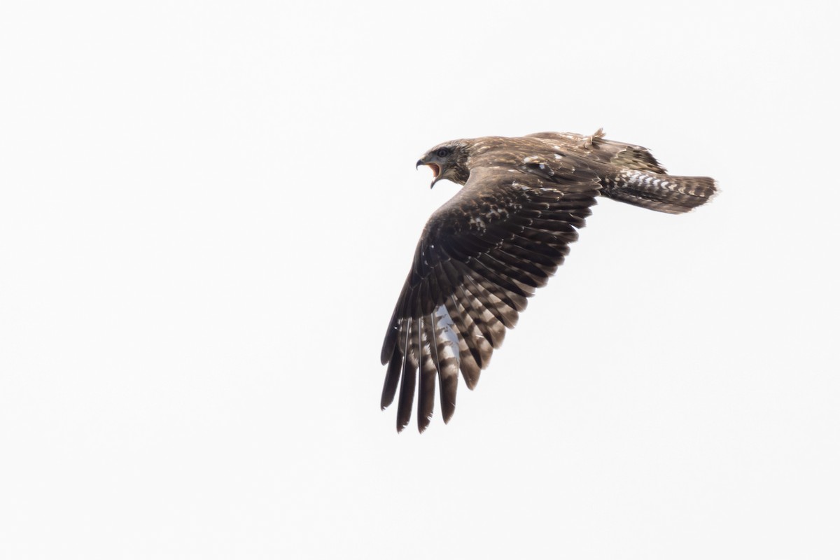 Common Buzzard (Cape Verde) - ML635676022