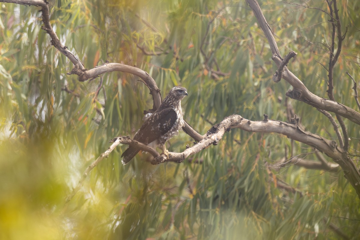 Common Buzzard (Cape Verde) - ML635676023