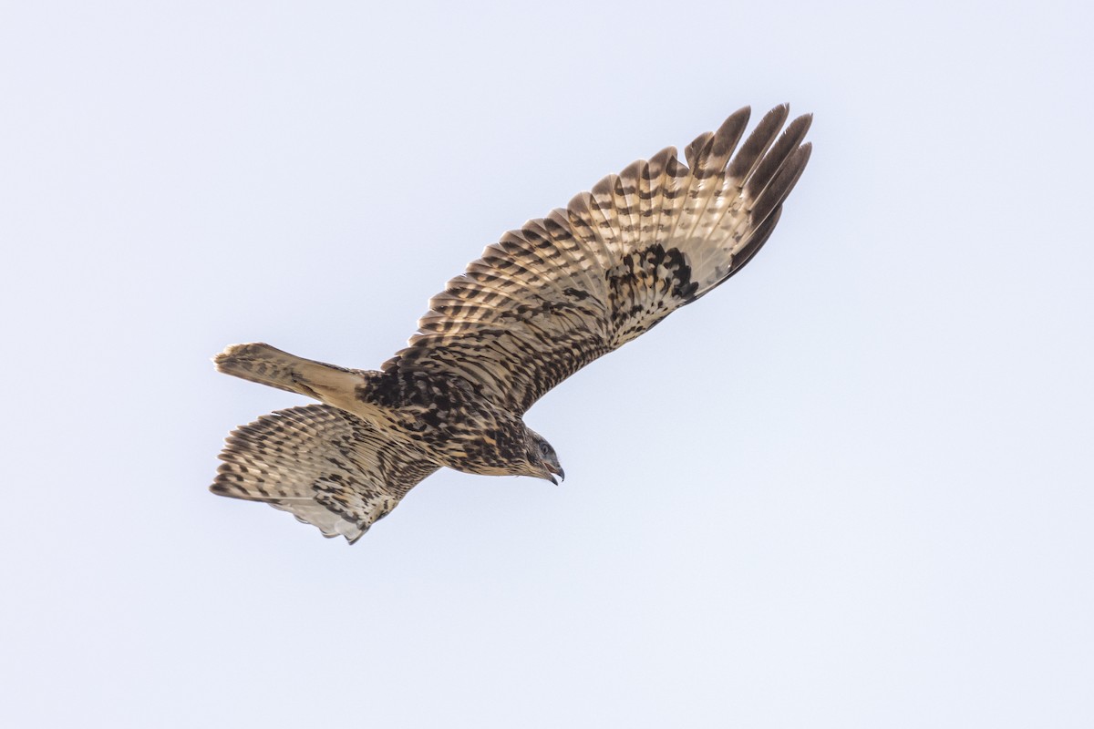 Common Buzzard (Cape Verde) - ML635676024