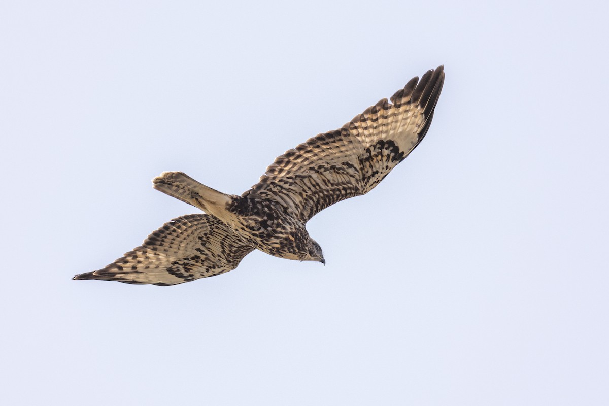 Common Buzzard (Cape Verde) - ML635676025