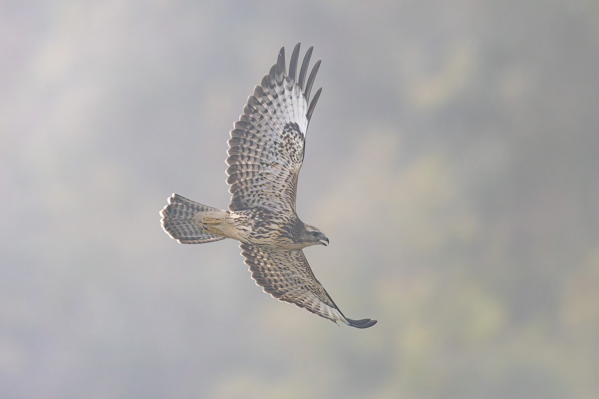 Common Buzzard (Cape Verde) - ML635676026