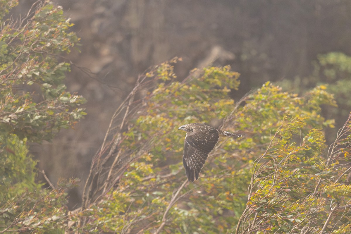 Common Buzzard (Cape Verde) - ML635676027