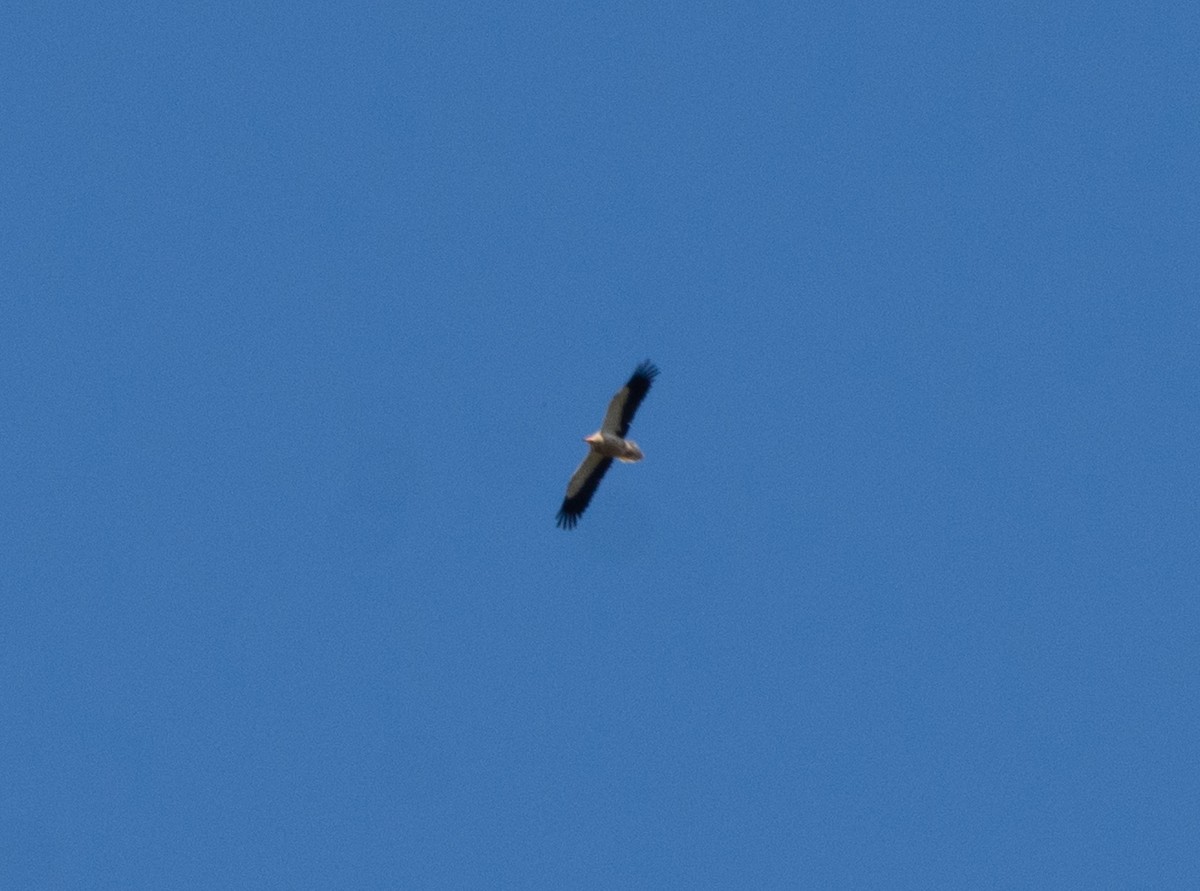 Дэлт ёл - ML635676032