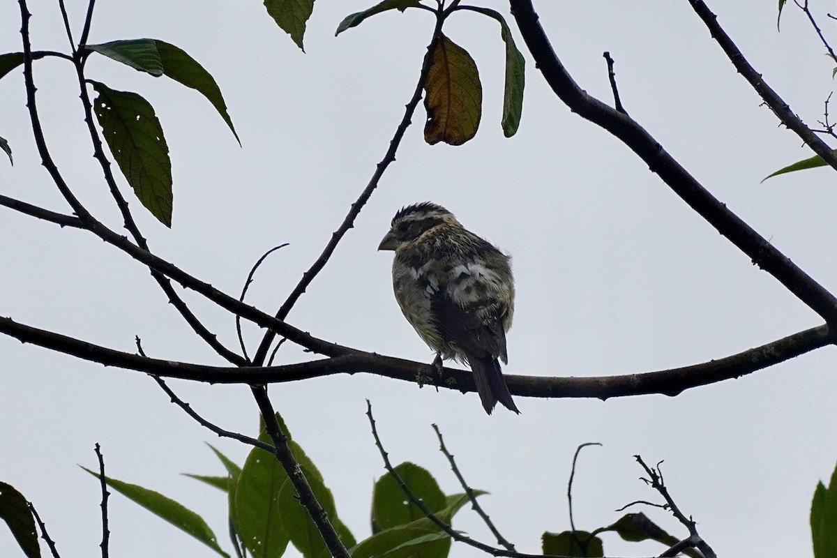 Rose-breasted Grosbeak - ML635676036