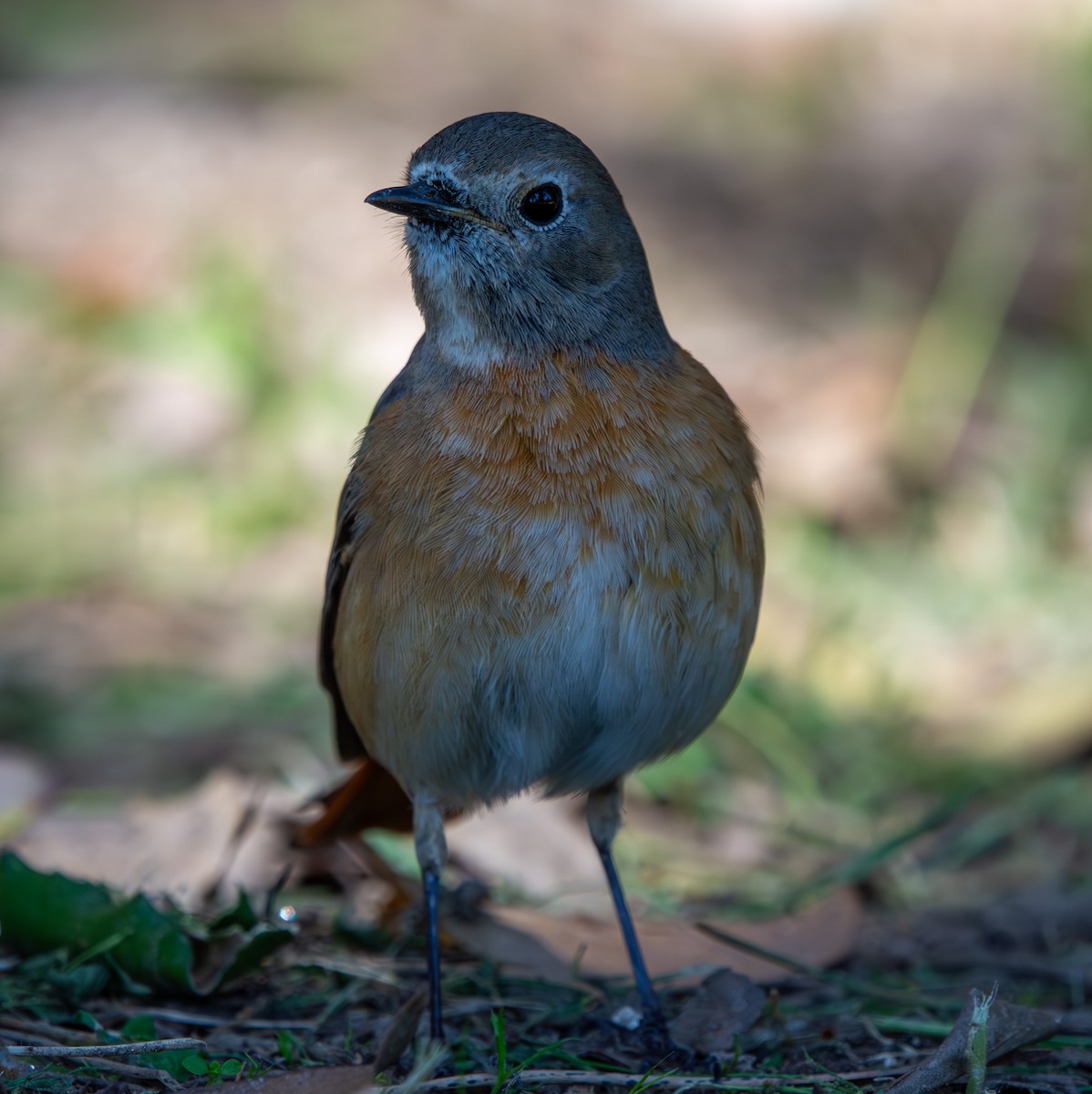 Common Redstart - ML635676060