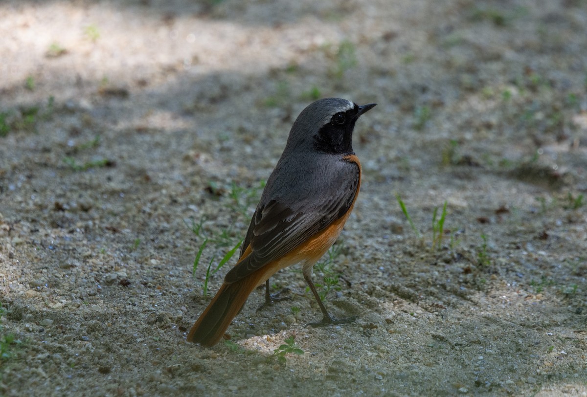 Common Redstart - ML635676061