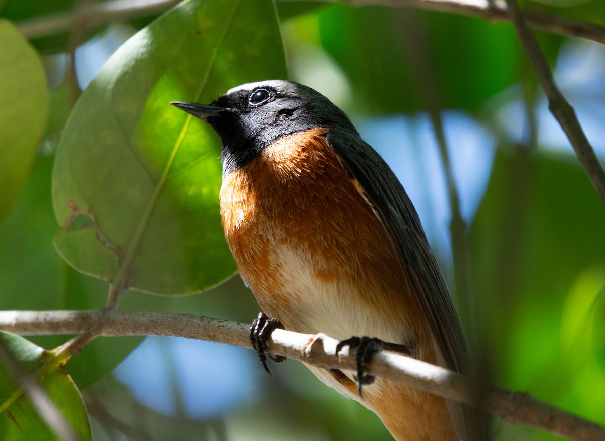 Common Redstart - ML635676062