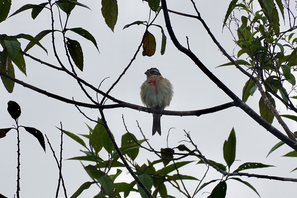Rose-breasted Grosbeak - ML635676063
