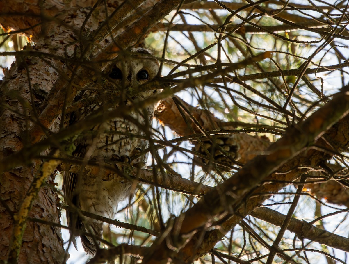 Tawny Owl - ML635676071
