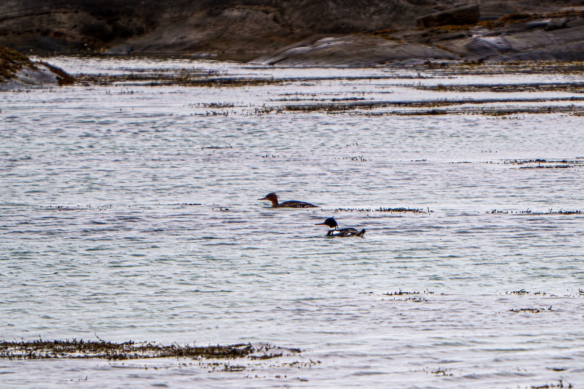 Common/Red-breasted Merganser - ML635676127