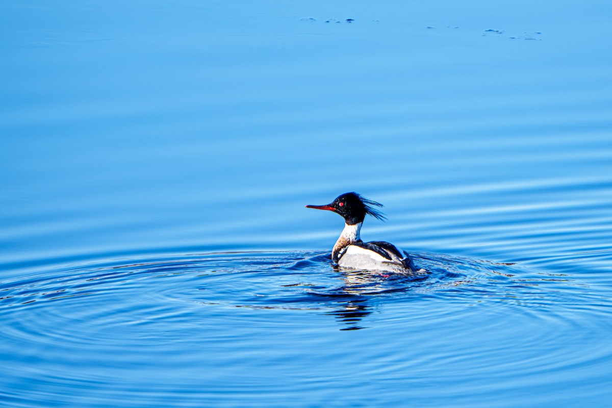 Common/Red-breasted Merganser - ML635676128