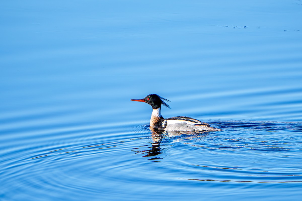 Common/Red-breasted Merganser - ML635676129