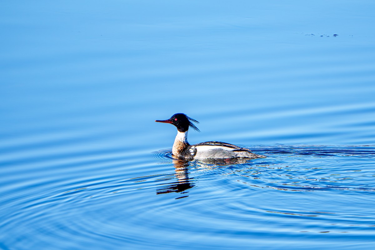 Common/Red-breasted Merganser - ML635676130