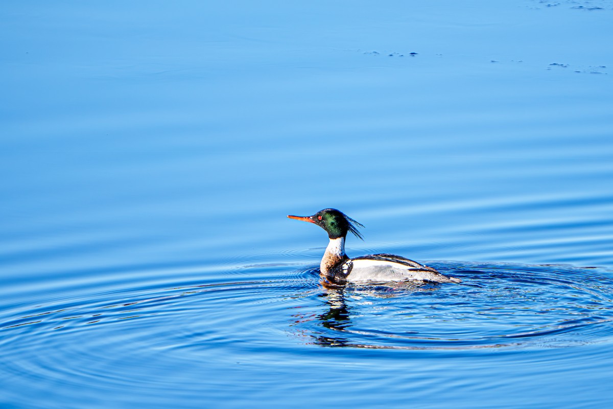 Common/Red-breasted Merganser - ML635676131