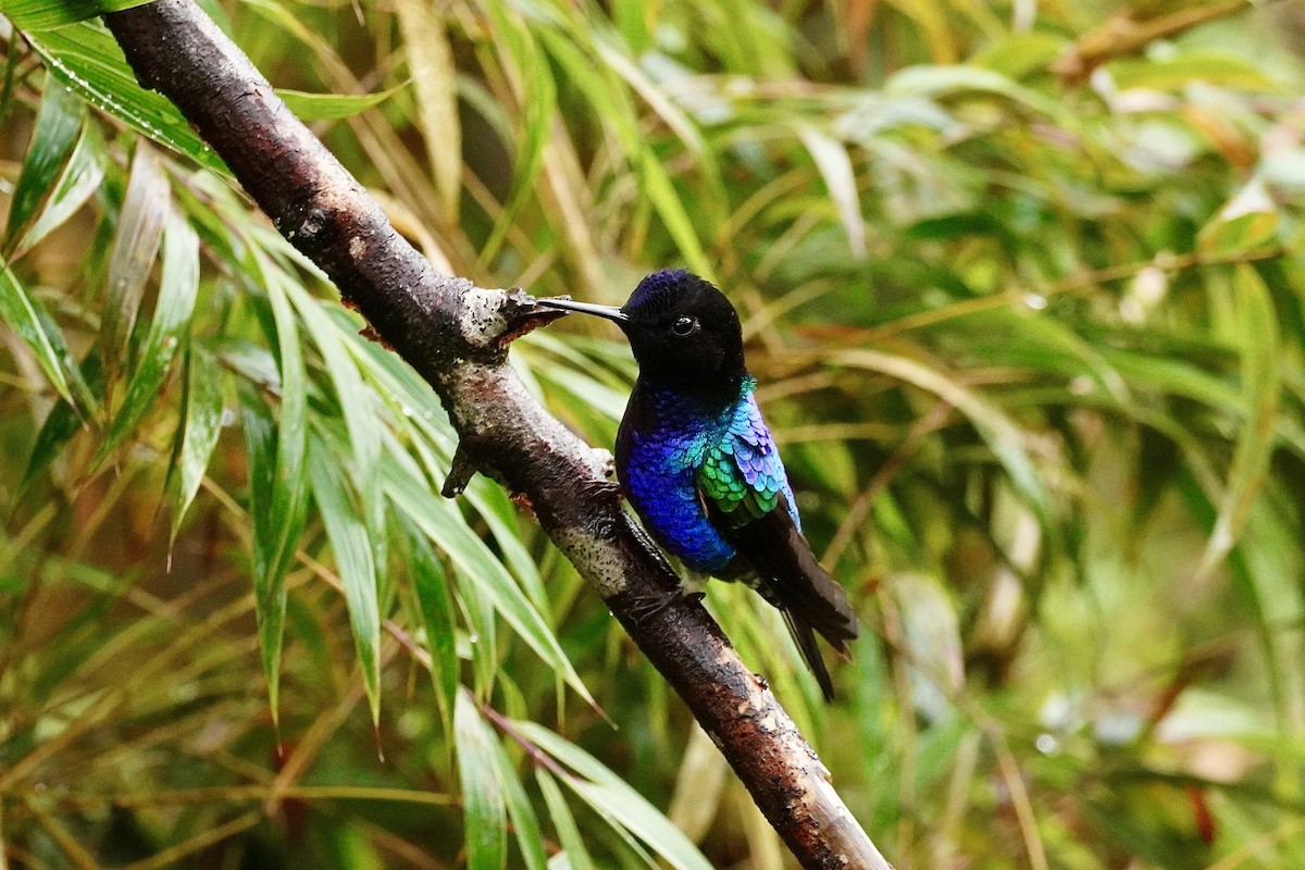 Velvet-purple Coronet - ML635676146