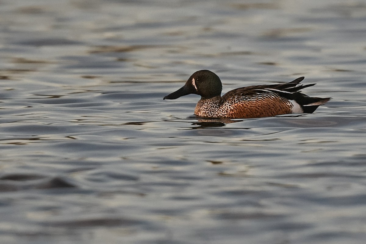 Blue-winged Teal x Northern Shoveler (hybrid) - ML635676157