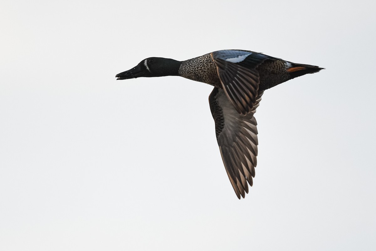 Blue-winged Teal x Northern Shoveler (hybrid) - ML635676158