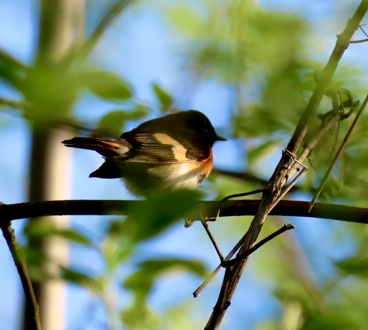 American Redstart - ML635676193