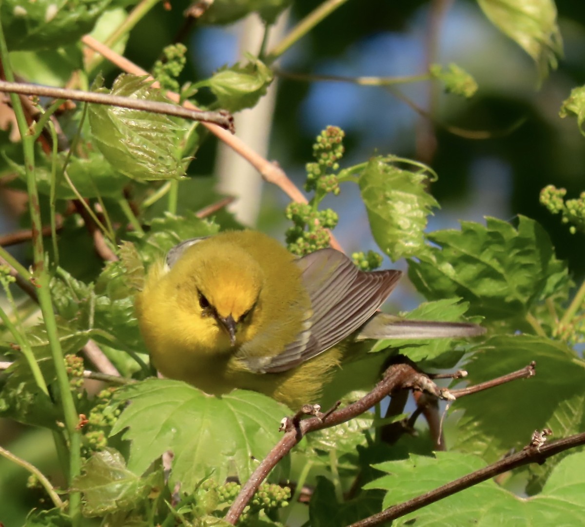 Blue-winged Warbler - ML635676199