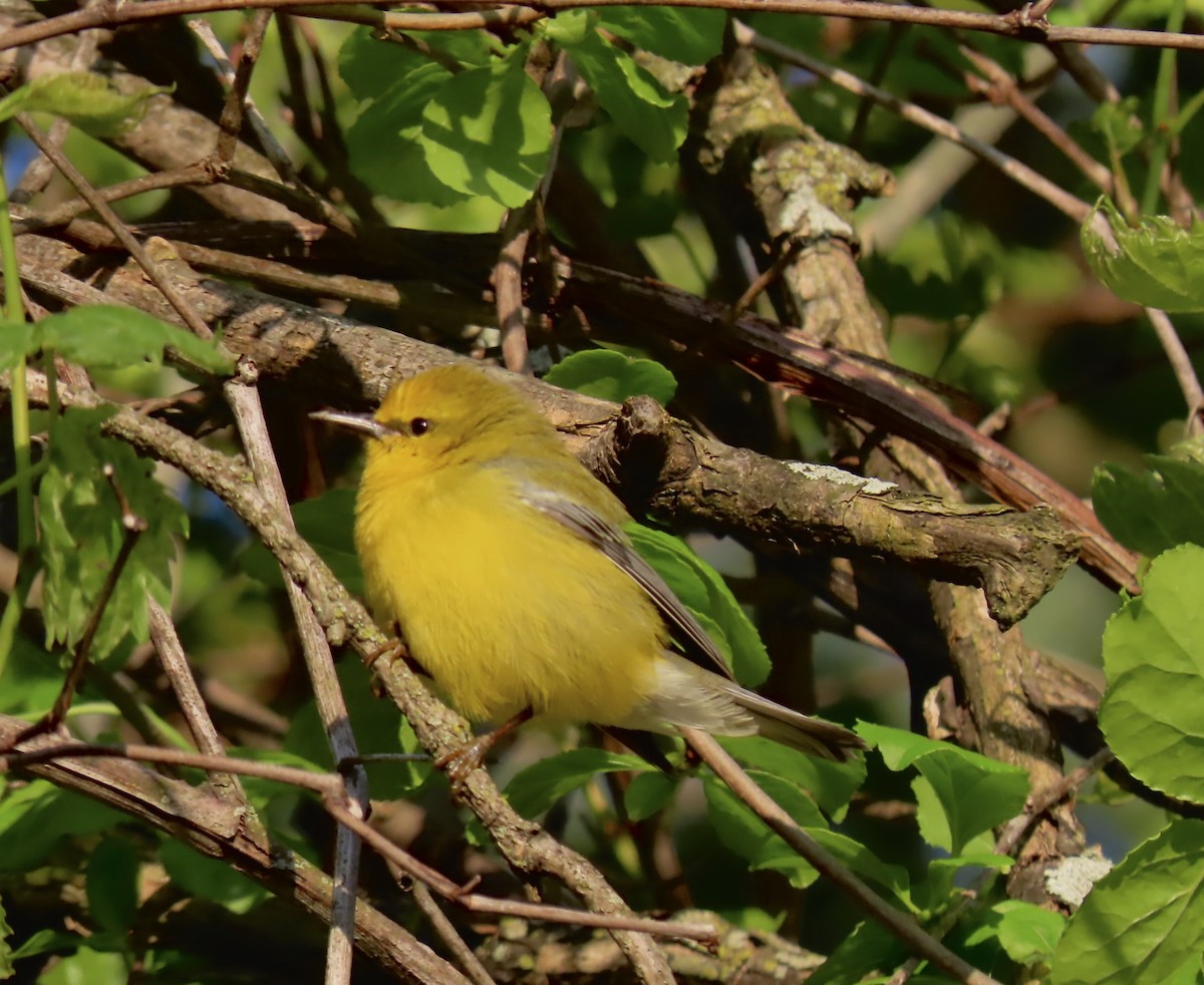 Blue-winged Warbler - ML635676200