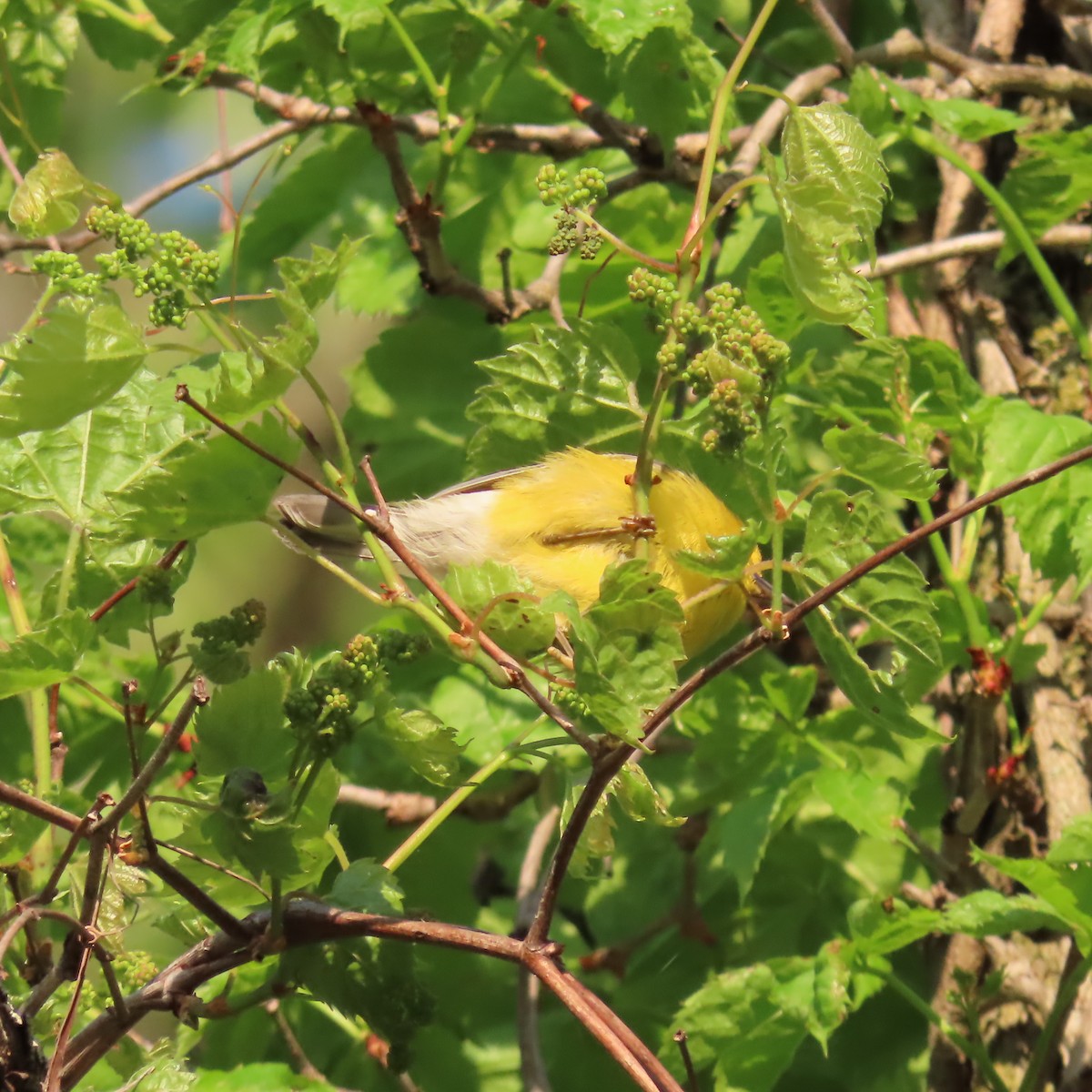 Blue-winged Warbler - ML635676201