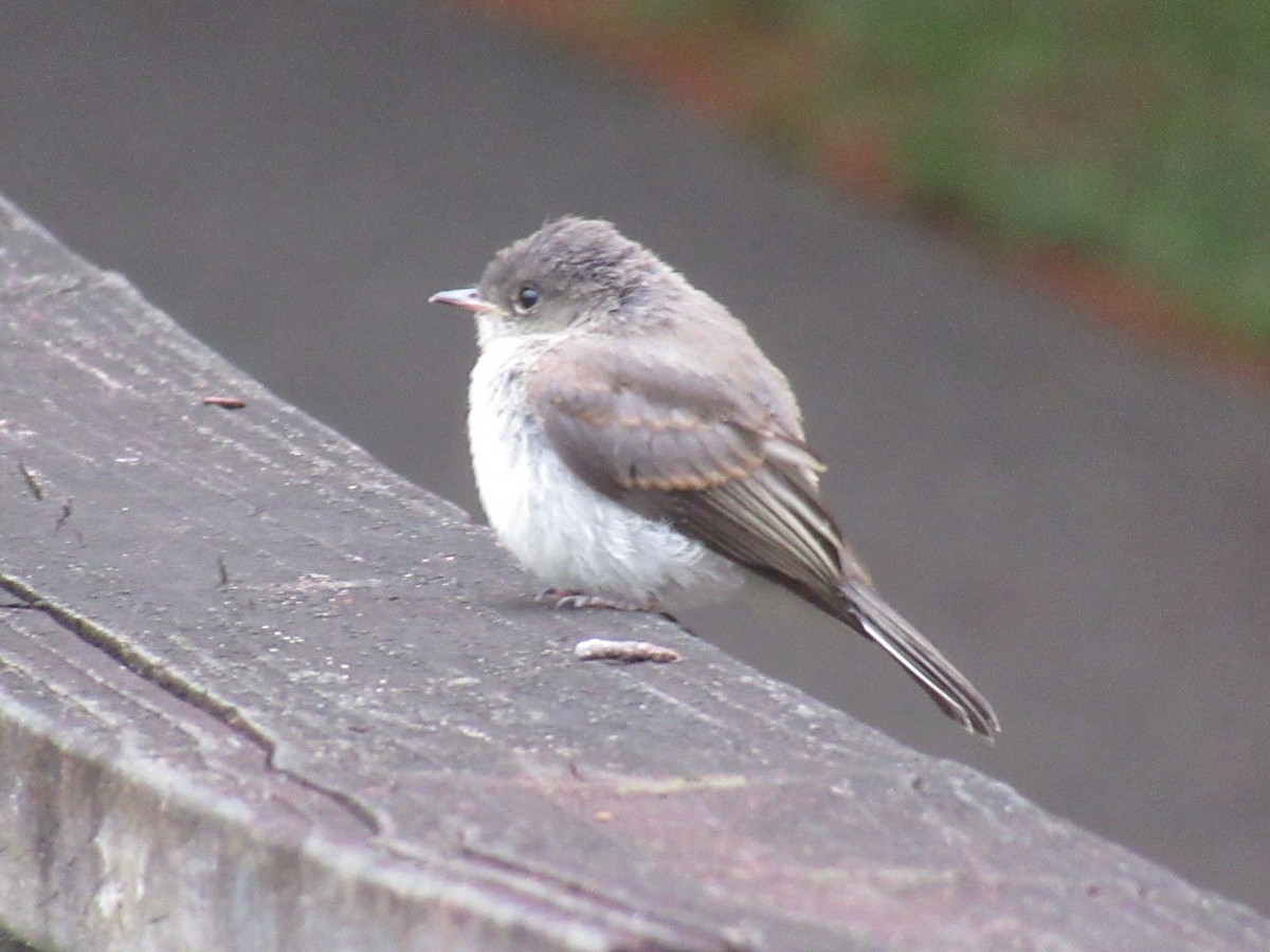 Eastern Phoebe - ML635676212
