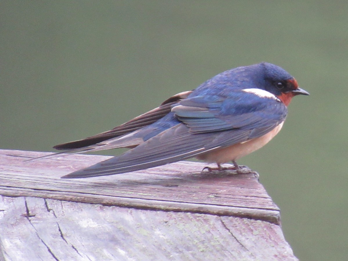 Barn Swallow - ML635676216