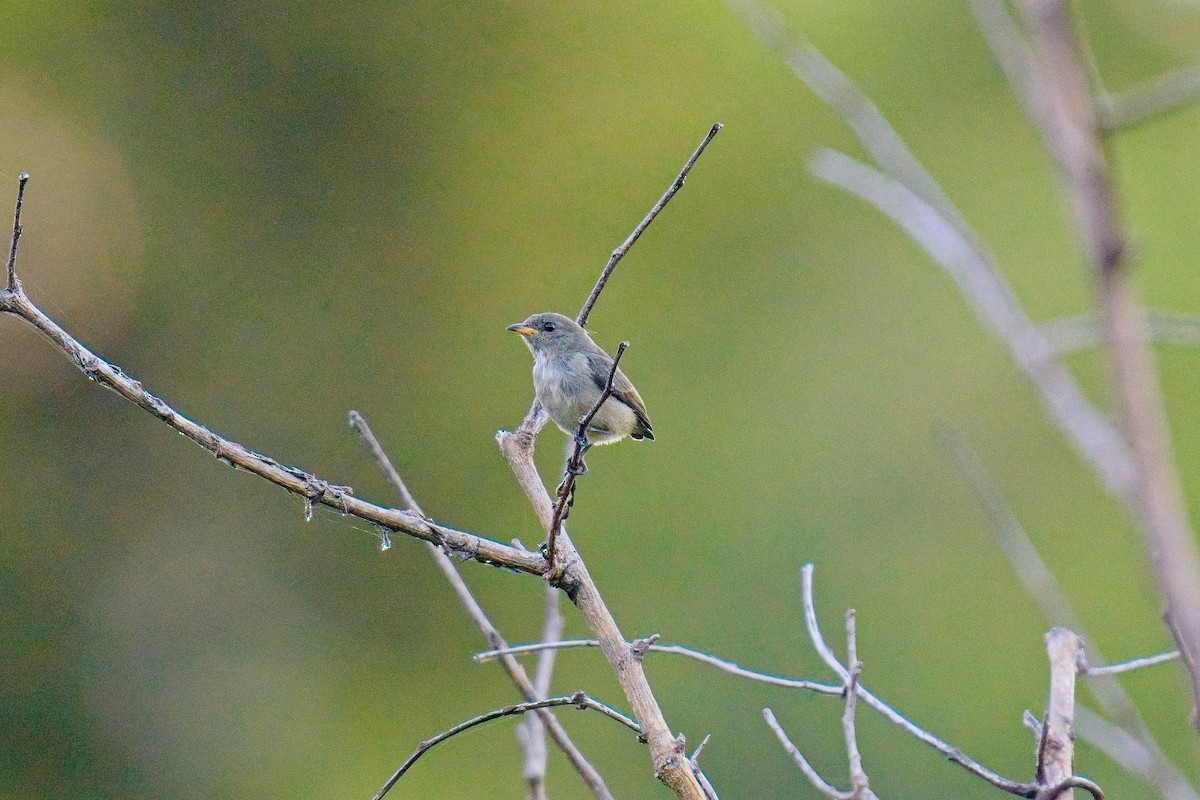 Zwergmistelfresser - ML635676298