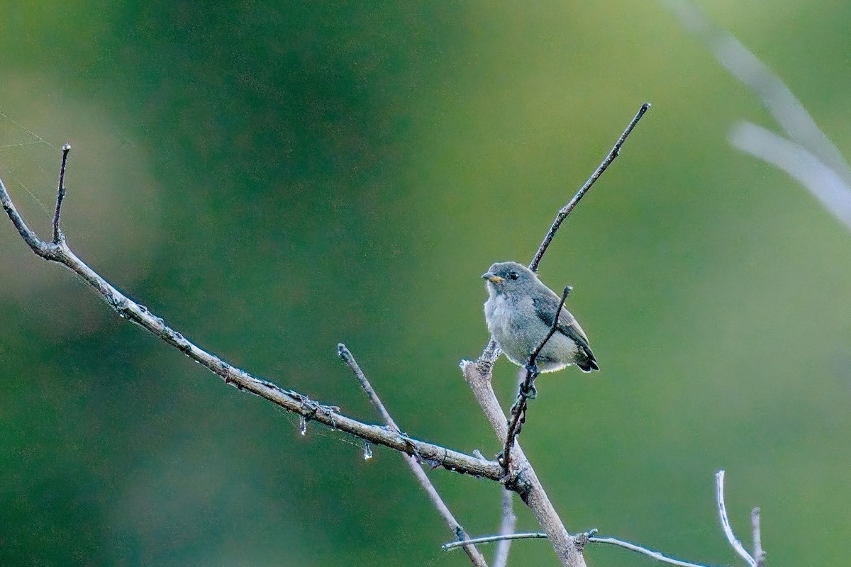 Zwergmistelfresser - ML635676299