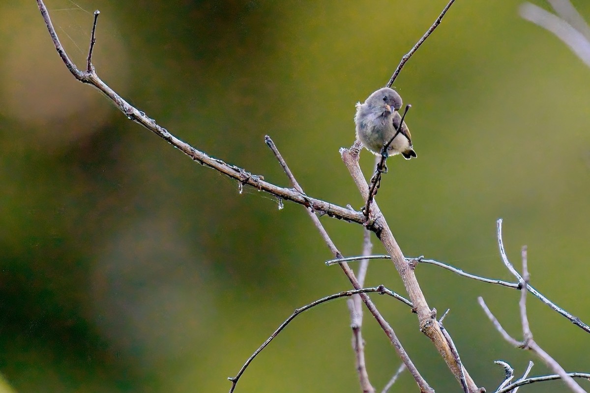 Zwergmistelfresser - ML635676300